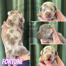 Fortune - Fawn (isabella) and cream female Dachshund puppy in Fond Du Lac, Wisconsin from Clucking Homestead Springers & Dachshunds