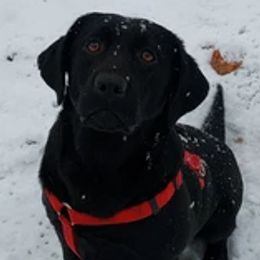 Abby - Labrador Retriever