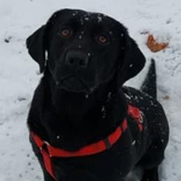Abby - Labrador Retriever