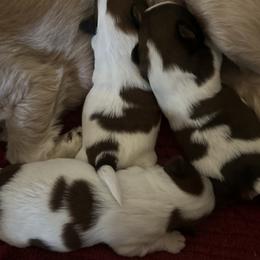 Shih Tzu puppies from Puddle Jumpers Shih Tzus