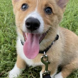 Pembroke Welsh Corgis from Sunrise playful puppies