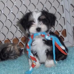Havanese Puppies from Selah Havanese