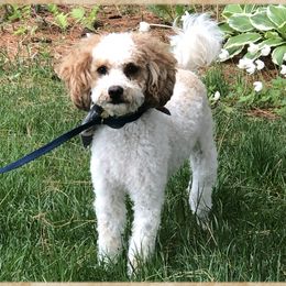 Daisy - Goldendoodle