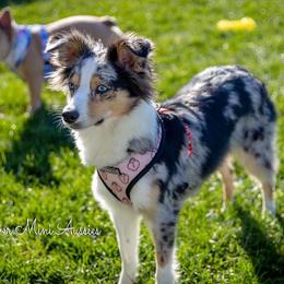 Bella - Miniature Australian Shepherd