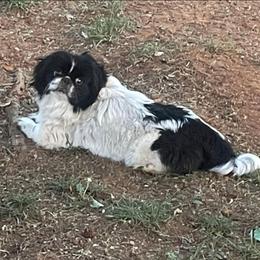 Sassy - Pekingese