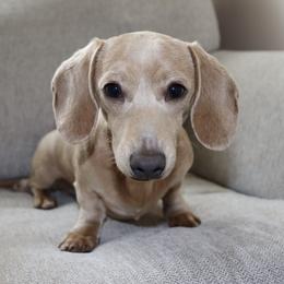 Reece - Dachshund