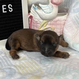 Opie - Brindle male Shorkie puppy in Charleston, West Virginia from Mountain State Puppies