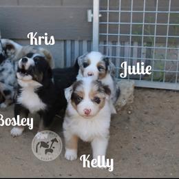 Australian Shepherd Puppies from Dawn 2 Dusk Ranch