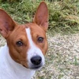 Vancouver - Basenji