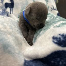 Cane Corso Puppies from Last Frontier Cane Corsos