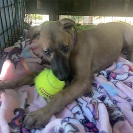 Greyhound Puppies from Angela Holtzen