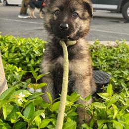 Half Dome - Yellow boy - Sable male German Shepherd puppy in Oakley, California from Von Guadachi German Shepherds & Audacity Border Collies