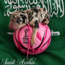 Saudi Arabia - Merle female Goldendoodle puppy in Houston, Texas from Were The Mack'Doodles
