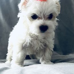 Girl 2 - Maltese puppy in Umatilla, Oregon from Rockin Rivers AKC Maltese & Malshi's