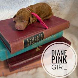 Diane - Red  female Goldendoodle puppy in Harrisburg, Oregon from Dolly’s Doods