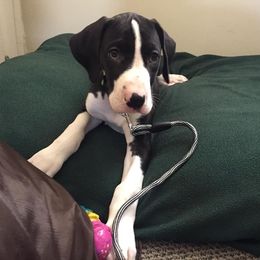 Great Dane Puppies from TW Great Danes