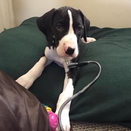 Great Dane Puppies from TW Great Danes