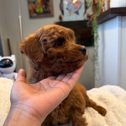 Lorenzo - Red  male Goldendoodle puppy in South Jordan, Utah from Wasatch Pup