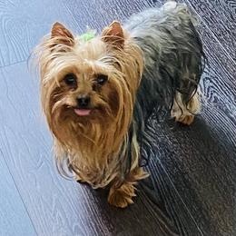 Biewer Terrier and Yorkshire Terrier All Grown Up from Judy McCallum