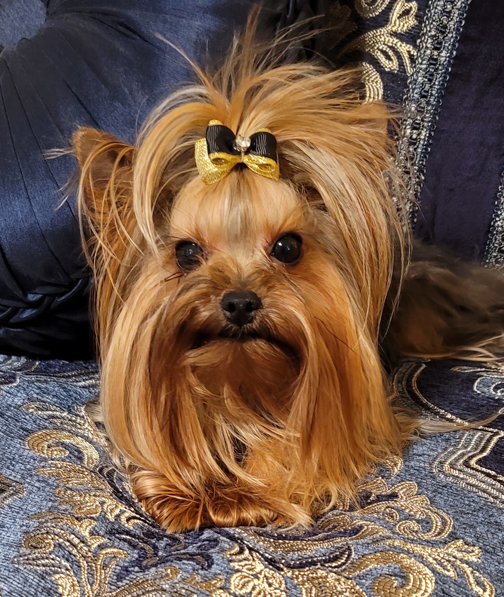 FINN - Yorkshire Terrier
