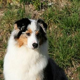 Australian Shepherds and Miniature American Shepherds from Wyndstar Australian Shepherds