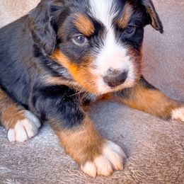 Bernedoodle, Bernese Mountain Dog, and Siberian Husky Puppies from Timberline Paws