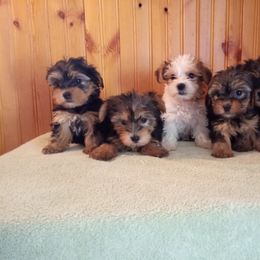 Havanese, Miniature Schnauzer, and Yorkshire Terrier Puppies from Ashley Nicole Ranch