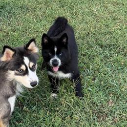 Baloo - Black and white male Pomsky puppy in La Vergne, Tennessee from Atencio Pomsky