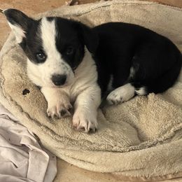 Cardigan Welsh Corgi Puppies from Liberty Valley Farm