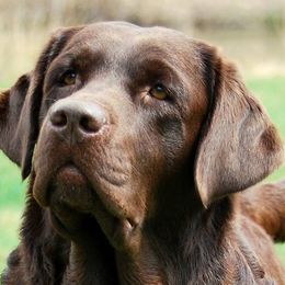 Labrador Retrievers from Petiwy Labradors
