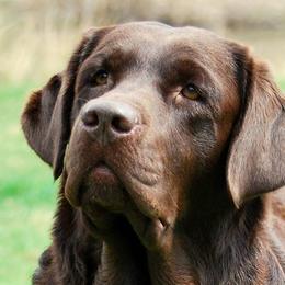 Labrador Retrievers from Petiwy Labradors