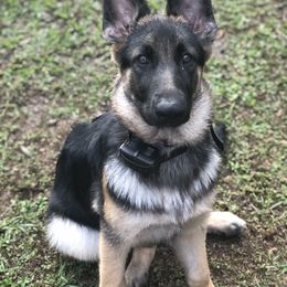 German Shepherd Puppies from Wolves Den Ranch