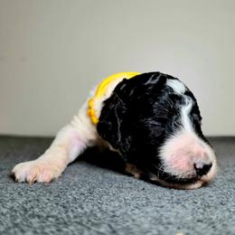 Patriot - Parti male Poodle puppy in Plainfield, New Jersey from Caris Paws Poodles and Labradoodles