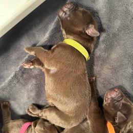 Light Green Boy - Chocolate male Labrador Retriever puppy in Rock Hill, South Carolina from North Star Retrievers