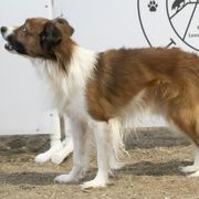 Sporty Mixes from Sound Off Sport Dogs