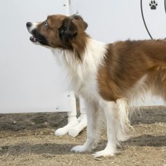 Sporty Mixes from Sound Off Sport Dogs