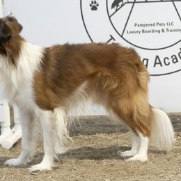 Sporty Mixes from Sound Off Sport Dogs