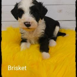 Brisket - Black and white female Sheepadoodle puppy in Farley, Iowa from Iowa's Doodle Co.