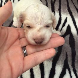 Female 4 - Cream female Dachshund puppy in Martinsville, Virginia from Martin’s Doxies