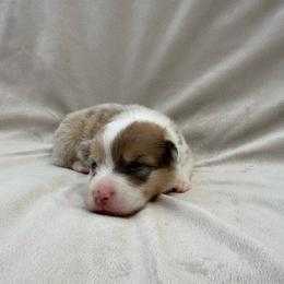 Dilute Sable Merle Male - Sable merle and white male American Corgi puppy in Okeechobee, Florida from Gold Coast Corgis