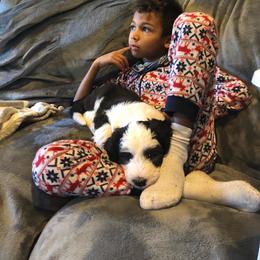 Pyredoodle and Sheepadoodle Puppies from Davis Family Doodles