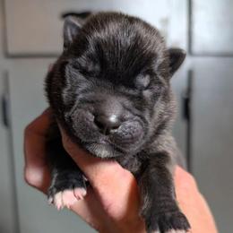 Nebula's Boy 2 - Black male Akita puppy in South Carolina from Sierra Mountain Akitas