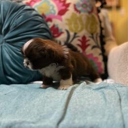 Toffee - Liver and white female Shih Tzu puppy in Statesboro, Georgia from Magnolia Small Breeds