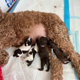 Cockapoo puppies from Vino and Vespa Doodles