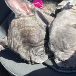 French Bulldogs from The Crazy Frenchie Lady