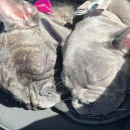 French Bulldogs from The Crazy Frenchie Lady