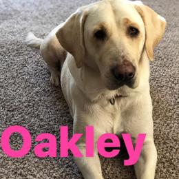 Dilute Retrievers and Labrador Retrievers from TLS Retrievers