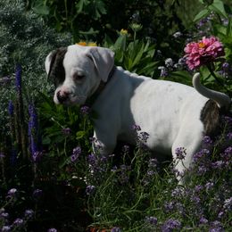American Bulldog Puppies from Ferocia Kennels
