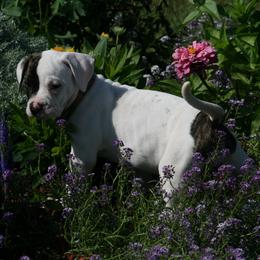 American Bulldog Puppies from Ferocia Kennels