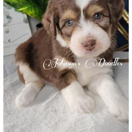 Aussiedoodle, Bernedoodle, and Goldendoodle Puppies from Johnson's Doodles